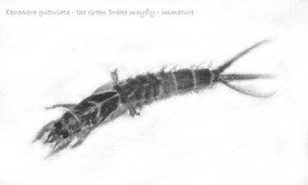 Ephemera guttulata mayfly nymph small