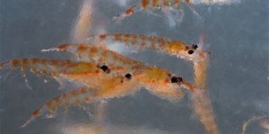 krill