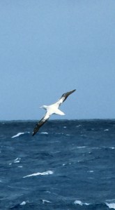 Wandering Albatross Photo FIltered.