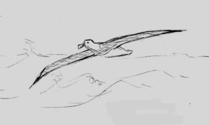 Wandering Albatross Quick Sketch