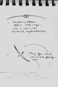 Wandering ALbatross SKetches