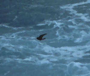 Wilsons StormPetrel Photo Filtered